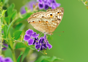 Naklejka premium Butterfly on a flower