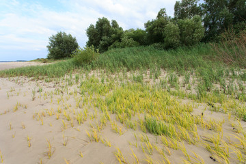 Elbinsel Pagensand