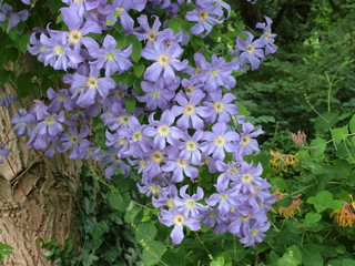 Clematis "Prince Charles"