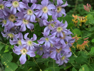 Clematis "Prince charles"