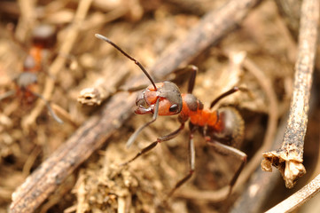 Mrówka_5