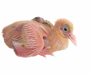 Baby pigeon isolated on white background (7 days)