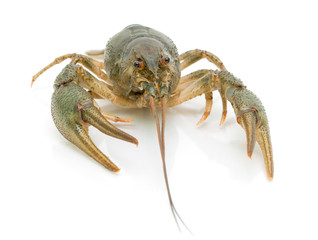 crayfish on a white background close-up