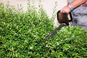 hedge cutting