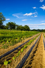 seedlings