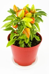 hot chili peppers, plant