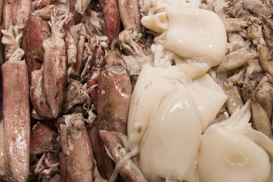 Calmare, Tintenfisch