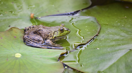 Frog on a lilypad
