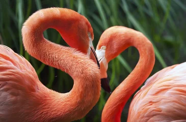 Fotobehang Flamingo Twee flamingo& 39 s