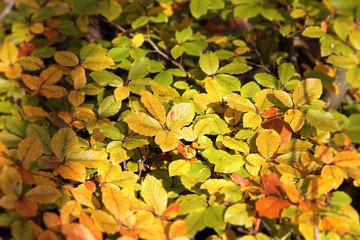 goldener Oktober - Laub