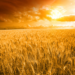 yellow field with the yellow sky - 42928194