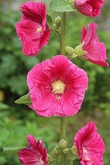 Malva flowers