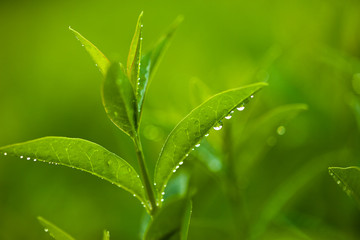 fresh and green leaves with drops of water (shallow DOF)