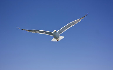 Flying seagull