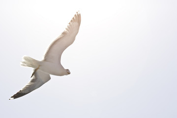 Flying seagull