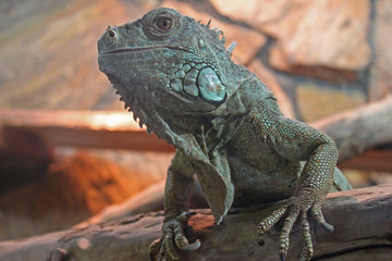 Leguan