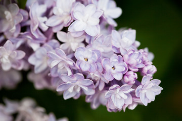 Fototapeta premium bunch of pink lilac flower (shallow DOF)