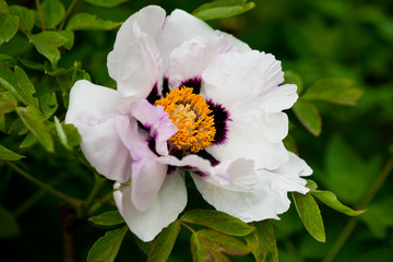 bunch of white peony flower (shallow DOF)