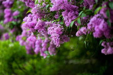bunch of violet lilac flower (shallow DOF)