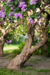 bunch of violet lilac flower (shallow DOF)