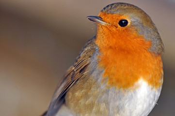 Robin Erithacus rubecula