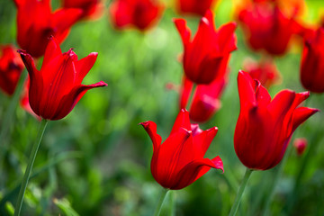 Obraz premium red tulips in the field (shallow DOF)