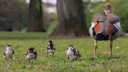 Nilgänse-6729b1