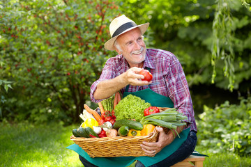 Senior gardener is presenting a basket full of vegetables