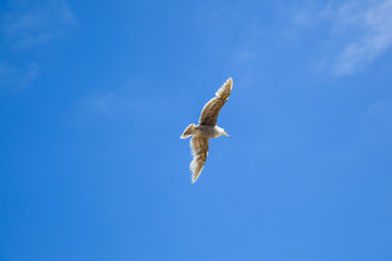 sea gull flying in the blue sky