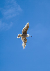 sea gull flying in the blue sky