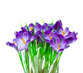Purple crocus isolated on white background