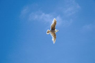 sea gull flying in the blue sky