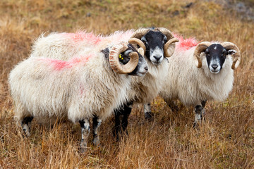 Blackhead sheeps in the Scottish highlands