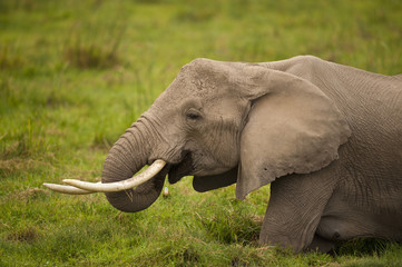Elefante che mangia