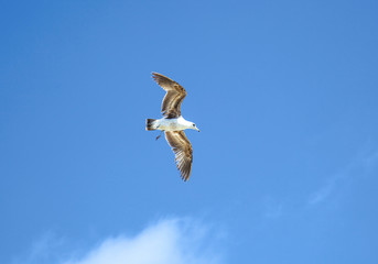 sea gull flying in the blue sky