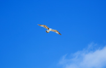 sea gull flying in the blue sky