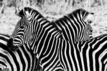 Fototapety  Zebry w Parku Narodowym Krugera, Republika Południowej Afryki