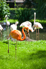flamingo in zoo