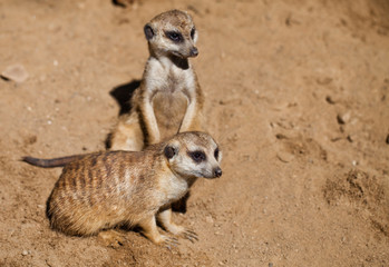 Fototapeta premium suricata in zoo