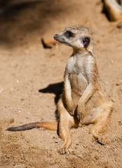 suricata in zoo