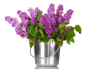 beautiful lilac flowers in metal bucket isolated on white
