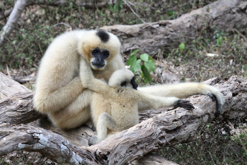 White Cheeked Gibbon or Lar Gibbon with baby