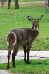 Female Common Waterbuck (Kobus ellipsiprymnus) in zoo