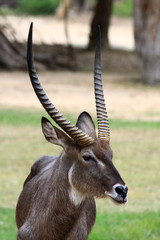 Common Waterbuck bull (Kobus ellipsiprymnus) in zoo