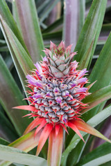 immature pineapple