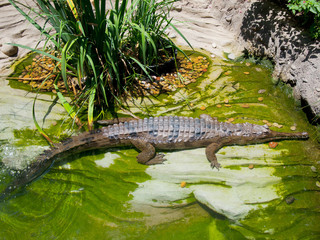 crocodile