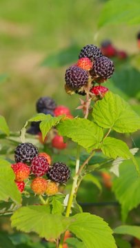 Himbeere Pflanze vid 01