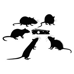 Rats of the mouse rodents animals cheese