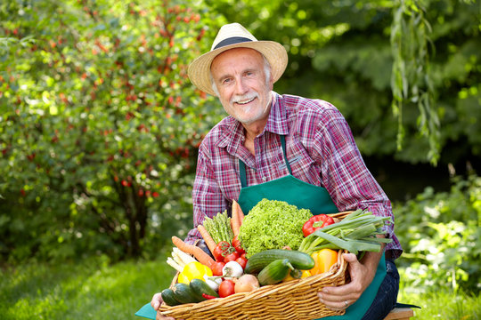 Senior gardener with a basket of vegetables