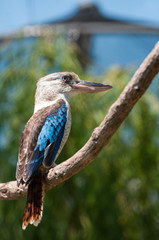 Blue-winged kookaburra (Dacelo leachii)